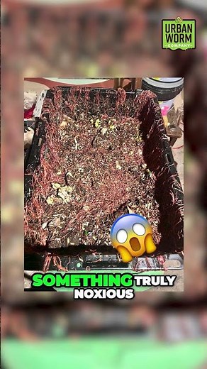 Using Light to Keep Worms in Your Worm Farm #shorts #gardening #wormfarm