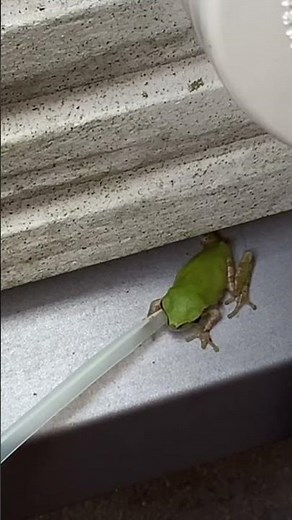 【アマガエル】ねり餌だけで、餌付け完了する方法