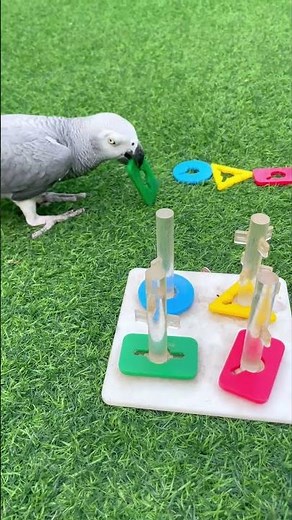 Parrots Secretly Have Names for Each Other 🦜