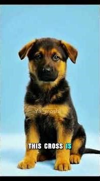 Meet the Sheprador: The Perfect Mix of Intelligence and Loyalty #dogbreeds #shorts #labrador