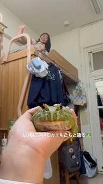 #醫學系#frog#animal#hornedfrog#pacmanfrog#frogpet#petfrog#froglover#カエル#青蛙#角蛙#台大#froglovers#pet#🐸#台中