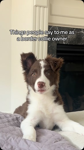 Daisy 🌼 | Chocolate Border Collie 🐾 | Can any other border collie owners relate? 🐶 What dog do you have that people love to comment on?! 🗣️😅 #bordercollie #bordercollies... | Instagram