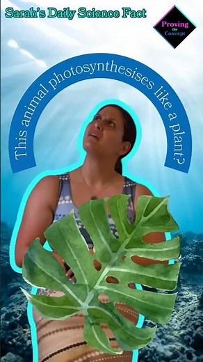 This animal can photosynthesise like a plant?