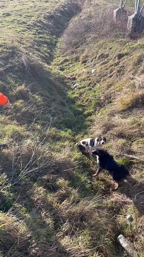 Rescue skinny and full off ticks dog #dogreels #fyp #dog #reels #dogrescue #homelesspuppy #puppy #rescue | Homeless Puppy