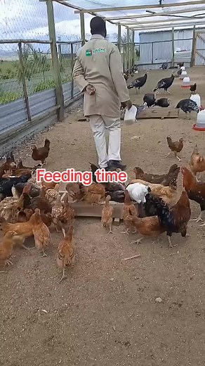 Feeding Time: A Look at Poultry Farming Best Practices