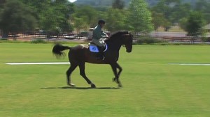 The Accordion — one of my favorite advanced exercises to enhance the longitudinal elasticity of the horse’s back. It’s a staple in my flatwork program that works to gymnasticize the horse to achieve balance, engagement, and suppleness. Watch as I ride through my advanced fundamentals of flatwork in this lesson: http://www.equestriancoach.com/content/fundamentals-flatwork-advanced | EquestrianCoach