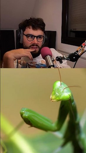 Je rêve d’une mante religieuse 😱