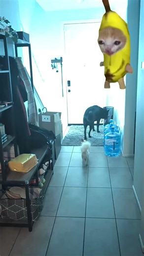 Mozzie Heard “Bedtime” and Hit MAX SPEED 💨🐶