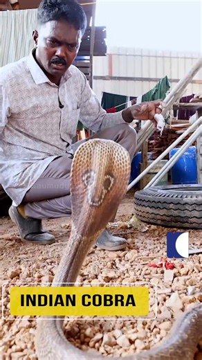 Snakemaster on Instagram: "Watch This Carefully | Snake Master #VavaSuresh #SnakeMaster #SnakeRescue #MalayalamVideos"