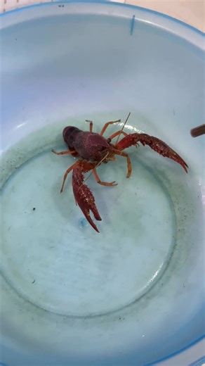 Giant Mantis Shrimp Vs Ferocious crawfish | Peacock Aquatics