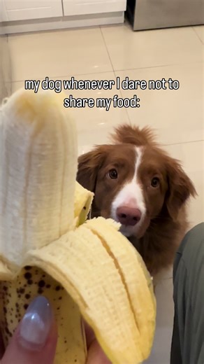 Noodle's Food: The Ultimate Guide to Delicious Meals