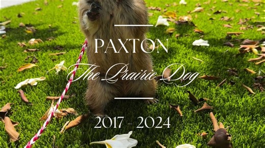 Paxton the Prairie Dog: A Heartfelt Tribute