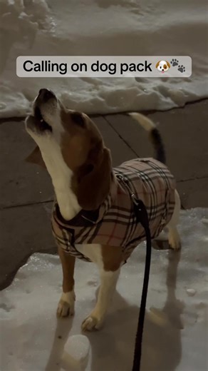 Join the Happy Dog Pack: Beagle Howling Moments