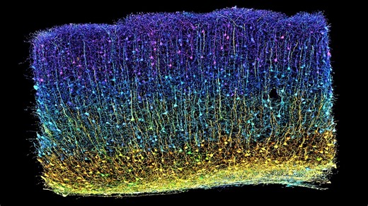 探索大脑中的连接组: MICrONS数据的神经科学系列洞察