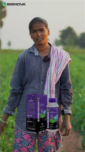 weed & insects control success with signova products🌽 || Happy Farmers Testimony #farming #crops