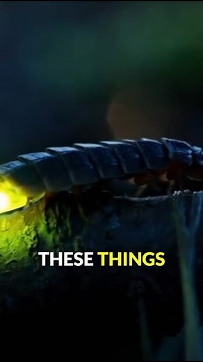 “All the little lights have gone out” ✨ Glow worms have declined by up to 75% in southern England over the last 20 years. At our Species Recovery Centre, we’re working to reverse this decline through the captive breeding of large, healthy populations for release across the UK and create a brighter future. Subscribe to our YouTube channel @rewildingcoombeshead for more behind-the-scenes videos and updates on our conservation work. 🌿 Follow the link in bio to explore our membership options, upcom