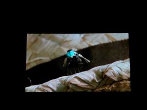 Racing Stripes buzz & scuzz