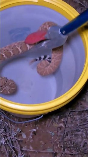 Big Scared Diamondback