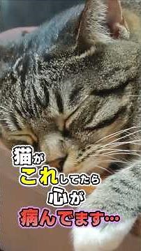 9 Signs Your Cat Is at Their Breaking Point #CatFacts #CatTips #Cats