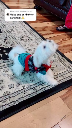 Maltese Dog Barking Compilation