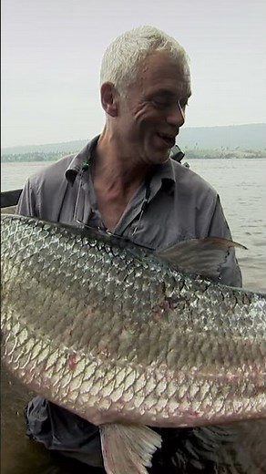 This DEMON FISH is the Ultimate River Monster #rivermonsters #jeremywade #GoliathTigerfish #shorts