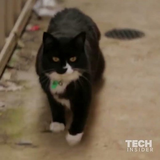 This fence will keep your cat contained