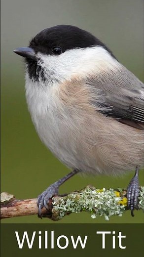 8 Great British Tits