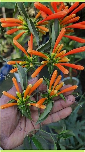 list of best creeper plants for pot / garden #creeperplants #vineplants