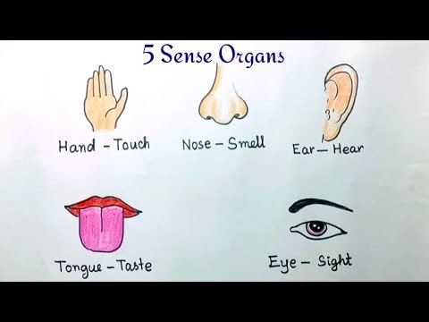 5 Sense organs drawing easily/How to draw five sense organ easy way