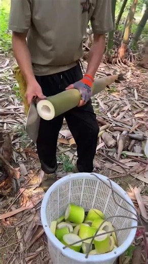 Satisfying Bamboo Shoot Cutting