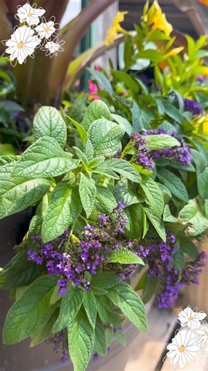 The color right now is unreal! 😍😍😍 what are your favorite color combinations in the garden?! | Ebert's Greenhouse Village