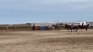 21K views · 258 reactions | Usware heeling is way more difficult than taught you have to build momentum with your horse and rope it’s definitely a feel you have to be able to judge your distance and put a full delivery underneath the target and be patient to watch the legs enter the trap! Timing is out! Unless you’re a great rope handler or rider. | Camish Jennings | Facebook