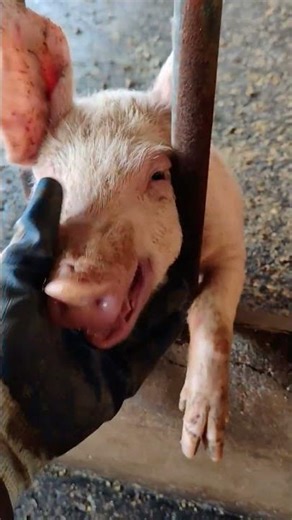 Pig Farmer Safely Loading Pigs into a Truck | Educational Purpose Only