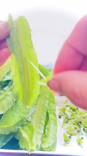 ゆるり| 季節を楽しむ食卓 on Instagram: "うりずん豆 四角豆のスジ取り 私みたいに そのまま食べると 食べづらいのでスジ取りしてね〜 え⁉️知ってました❓ 私、知らなかったです😆 #うりずん豆 #四角豆"