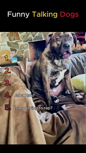 Funny Talking Dogs vol2 #dailyanimaldose #funny