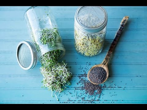 How to Make Broccoli Sprouts
