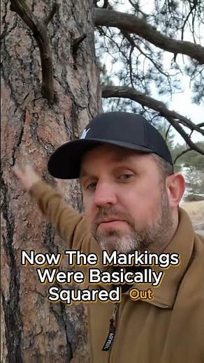 Natural food - Ponderosa Pines