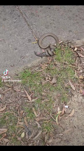BLUE TONGUES DO NOT KEEP AWAY SNAKES See video as evidence. Snakes eat blue tongues. If you see a snake eating a blue tongue lizard in the middle of the street like this one in Greensborough. - call The Snake Hunter on 0403875409. #snake #lizard #venom | The Snake Hunter