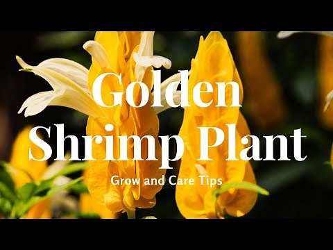 Golden Shrimp Plant: Grow and Care Tips