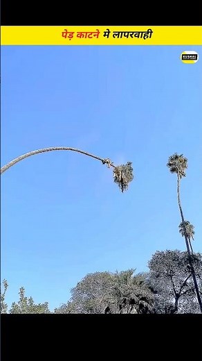 Why You Should Stay Alert While Cutting Trees