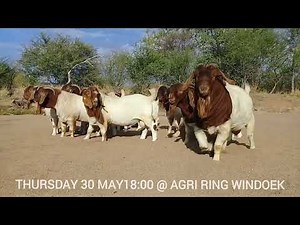 Top genetic boer goat auction! Safe the date! 30 May 2024!