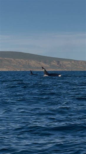 Calista on Instagram: "Encountering a family pod of orcas off the coast of the Channel Islands This was nothing short of surreal! Alongside @adamernsterwildlife and @jasonopenocean, I had the privilege of witnessing moments of tenderness and playful connection between these incredible apex predators. This group is known as the CA51A pod a well-known family unit frequently seen along California’s coast, particularly around Monterey Bay and the Channel Islands. I’ll be sharing more about this pod 
