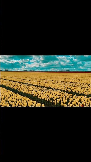 Come along with me as I explore the breathtaking tulip fields of Holland 🌷#Europe #tulips #Holland