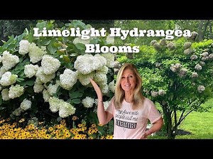 Limelight Hydrangea Blooms