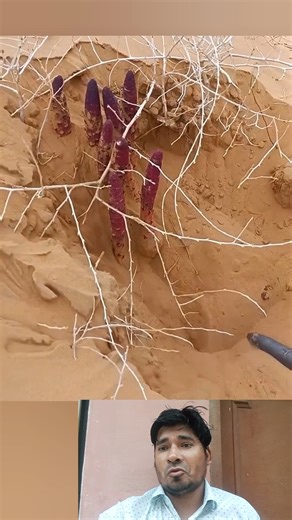 7K views | The digging of ginseng plants in the desert | SFZ Craft Peoples | Facebook