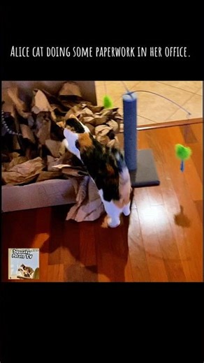 1.29 “Alice Cat doing some paperwork!”