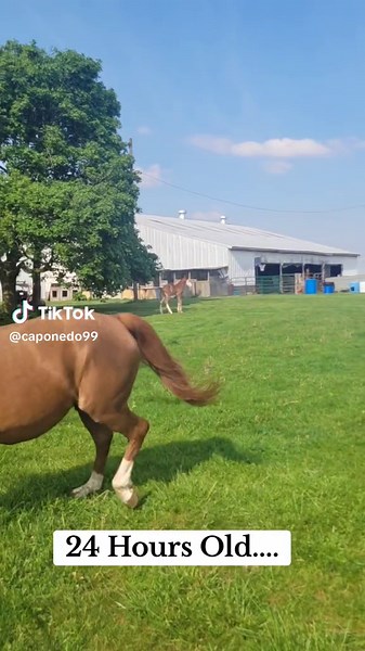 Genetics Revealed: Gunner AQHA Cutting Horse