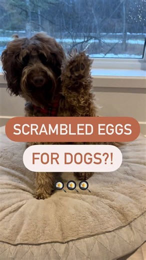 Scrambled eggs for dogs: A simple enrichment activity idea