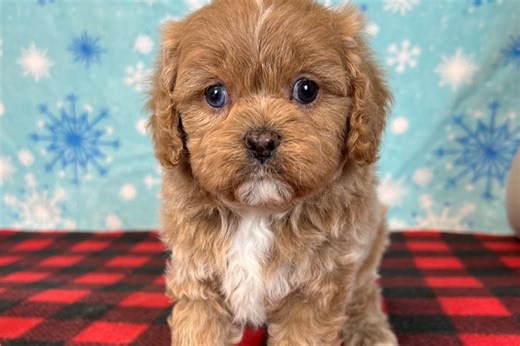 Dillon - Cavapoo Puppy 5356CE