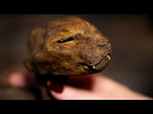 Lucy The Mummified Cat | Oddities: San Francisco